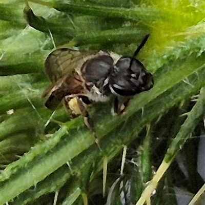 Lasioglossum (Parasphecodes) sp. (genus & subgenus) (Halictid bee) at Bungendore, NSW - 1 Dec 2024 by clarehoneydove