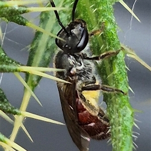 Lasioglossum (Parasphecodes) sp. (genus & subgenus) at Bungendore, NSW - suppressed