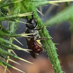 Lasioglossum (Parasphecodes) sp. (genus & subgenus) at Bungendore, NSW - suppressed