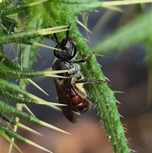 Lasioglossum (Parasphecodes) sp. (genus & subgenus) at Bungendore, NSW - suppressed