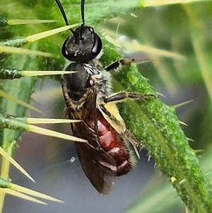 Lasioglossum (Parasphecodes) sp. (genus & subgenus) at Bungendore, NSW - suppressed