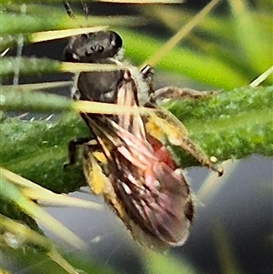 Lasioglossum (Parasphecodes) sp. (genus & subgenus) at Bungendore, NSW - suppressed