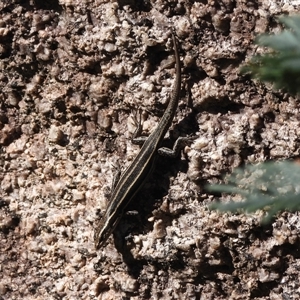 Pseudemoia spenceri (Spencer's Skink) at Tharwa, ACT by DavidDedenczuk