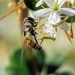 Unidentified Hover fly (Syrphidae) at Wodonga, VIC - 14 Dec 2024 by KylieWaldon