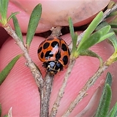 Harmonia conformis (Common Spotted Ladybird) at Bungendore, NSW - 14 Dec 2024 by clarehoneydove