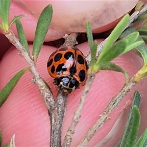 Harmonia conformis (Common Spotted Ladybird) at Bungendore, NSW by clarehoneydove