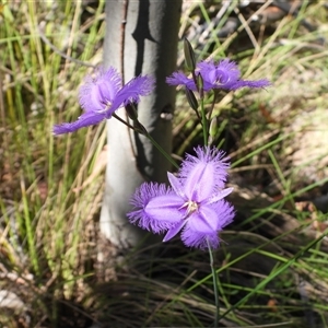 Thysanotus tuberosus subsp. tuberosus (Common Fringe-lily) at Tharwa, ACT by DavidDedenczuk