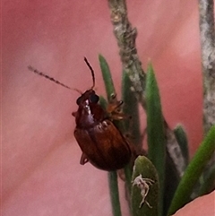 Rhyparida sp. (genus) (Leaf beetle) at Bungendore, NSW - 14 Dec 2024 by clarehoneydove