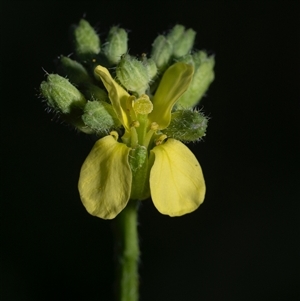 Hirschfeldia incana at Murrumbateman, NSW - 15 Dec 2024