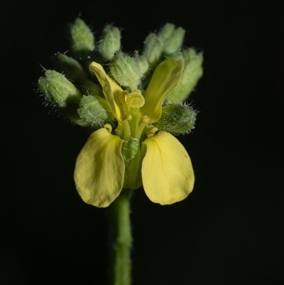 Hirschfeldia incana (Buchan Weed) at Murrumbateman, NSW - 15 Dec 2024 by amiessmacro