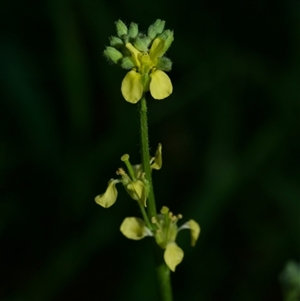 Hirschfeldia incana at Murrumbateman, NSW - 15 Dec 2024 05:00 PM