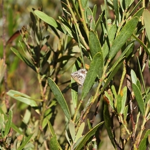 Neolucia agricola (Fringed Heath-blue) at Tharwa, ACT by DavidDedenczuk