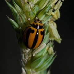 Micraspis frenata (Striped Ladybird) at Murrumbateman, NSW - 15 Dec 2024 by amiessmacro