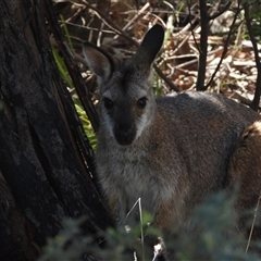 Notamacropus rufogriseus (Red-necked Wallaby) at Tharwa, ACT - 15 Dec 2024 by DavidDedenczuk