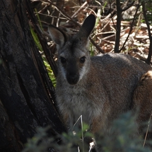 Notamacropus rufogriseus (Red-necked Wallaby) at Tharwa, ACT by DavidDedenczuk