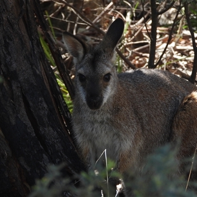 Notamacropus rufogriseus (Red-necked Wallaby) at Tharwa, ACT - 14 Dec 2024 by DavidDedenczuk