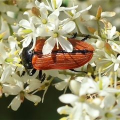 Castiarina rufipennis (Jewel beetle) at Wodonga, VIC - 15 Dec 2024 by KylieWaldon