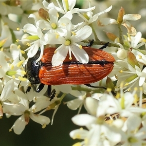 Castiarina rufipennis at Wodonga, VIC - 15 Dec 2024