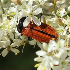 Castiarina rufipennis at Wodonga, VIC - 15 Dec 2024 07:13 AM