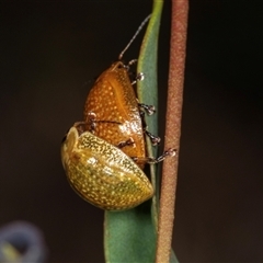 Paropsisterna cloelia (Eucalyptus variegated beetle) at Gungahlin, ACT - 12 Dec 2024 by AlisonMilton