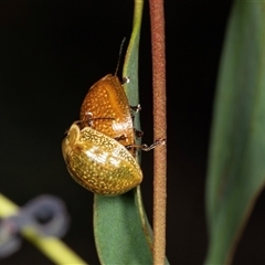 Paropsisterna cloelia at Gungahlin, ACT - 12 Dec 2024