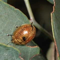 Paropsisterna cloelia at Gungahlin, ACT - 12 Dec 2024