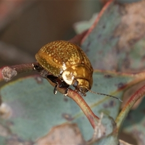 Paropsisterna cloelia at Gungahlin, ACT - 12 Dec 2024