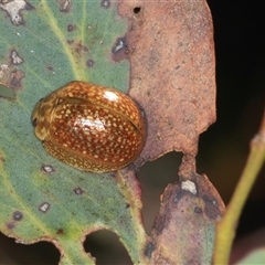 Paropsisterna cloelia at Gungahlin, ACT - 12 Dec 2024