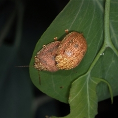 Paropsis atomaria (Eucalyptus leaf beetle) at Gungahlin, ACT - 11 Dec 2024 by AlisonMilton