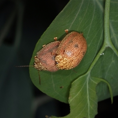 Paropsis atomaria (Eucalyptus leaf beetle) at Gungahlin, ACT - 12 Dec 2024 by AlisonMilton