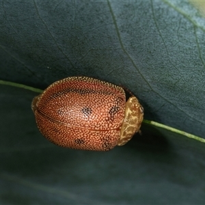 Paropsis atomaria at Gungahlin, ACT - 12 Dec 2024