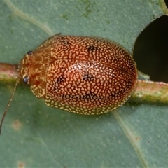 Paropsis atomaria at Gungahlin, ACT - 12 Dec 2024