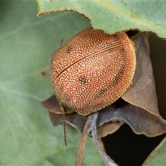 Paropsis atomaria at Gungahlin, ACT - 12 Dec 2024