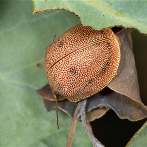 Paropsis atomaria at Gungahlin, ACT - 12 Dec 2024