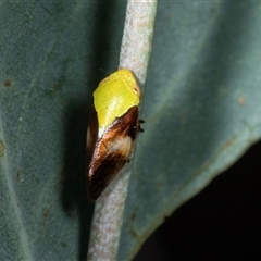 Chaetophyes compacta (Tube spittlebug) at Gungahlin, ACT - 12 Dec 2024 by AlisonMilton