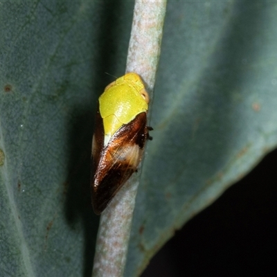 Chaetophyes compacta (Tube spittlebug) at Gungahlin, ACT - 12 Dec 2024 by AlisonMilton