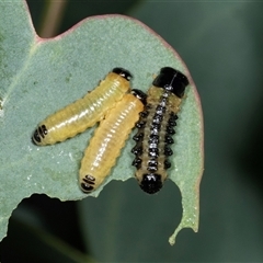 Paropsis atomaria (Eucalyptus leaf beetle) at Gungahlin, ACT - 12 Dec 2024 by AlisonMilton