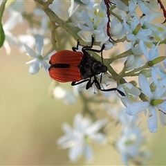 Unidentified Beetle (Coleoptera) at Wodonga, VIC - 14 Dec 2024 by KylieWaldon