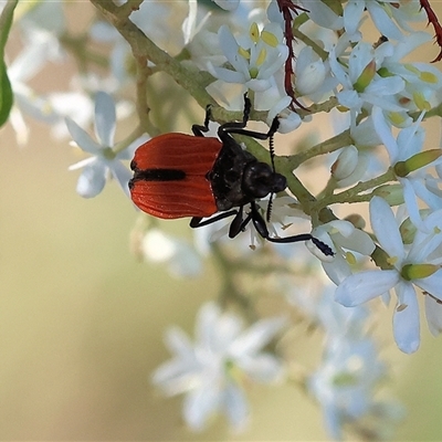 Castiarina nasuta (A jewel beetle) at Wodonga, VIC - 15 Dec 2024 by KylieWaldon