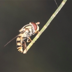 Simosyrphus grandicornis (Common hover fly) at Gungahlin, ACT - 12 Dec 2024 by AlisonMilton