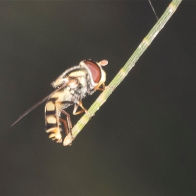 Simosyrphus grandicornis (Common hover fly) at Gungahlin, ACT - 12 Dec 2024 by AlisonMilton