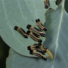 Paropsis atomaria (Eucalyptus leaf beetle) at Gungahlin, ACT - 11 Dec 2024 by AlisonMilton