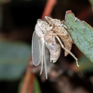 Unidentified Leafhopper or planthopper (Hemiptera, several families) at Gungahlin, ACT by AlisonMilton