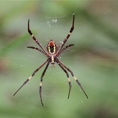 Argiope (genus) (A St. Andrew's cross spider) at Lake Tabourie, NSW - 14 Dec 2024 by VanceLawrence
