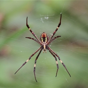 Argiope (genus) at Lake Tabourie, NSW - 14 Dec 2024 01:44 PM