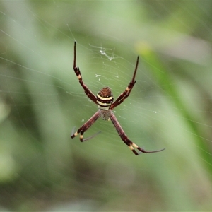 Argiope (genus) at Lake Tabourie, NSW - 14 Dec 2024 01:44 PM