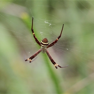 Argiope (genus) at Lake Tabourie, NSW - 14 Dec 2024 01:44 PM