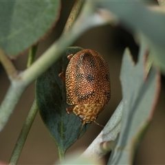 Paropsis atomaria (Eucalyptus leaf beetle) at Gungahlin, ACT - 11 Dec 2024 by AlisonMilton