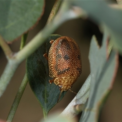 Paropsis atomaria (Eucalyptus leaf beetle) at Gungahlin, ACT - 12 Dec 2024 by AlisonMilton