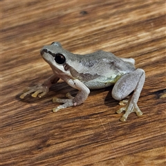 Litoria quiritatus (Screaming Tree Frog) at Braidwood, NSW - 15 Dec 2024 by MatthewFrawley